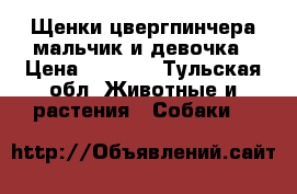 Щенки цвергпинчера мальчик и девочка › Цена ­ 8 000 - Тульская обл. Животные и растения » Собаки   